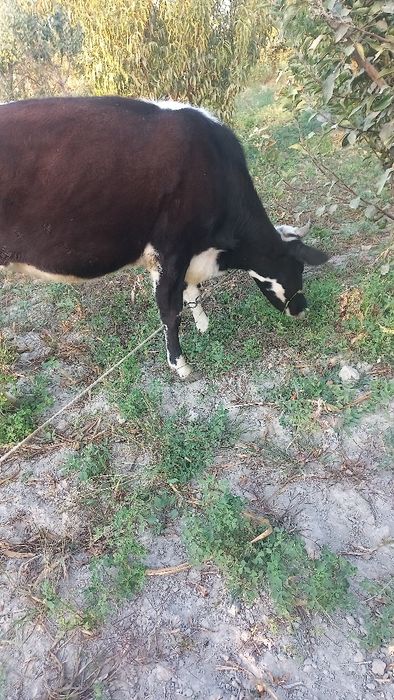 Гуножин сотилади 4 ойлик бугоз