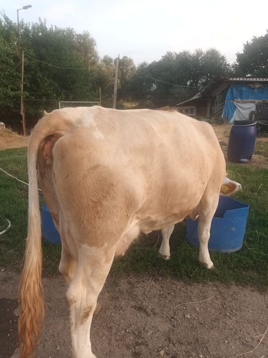 Vand urgent 4 vaci Baltata Romaneasca