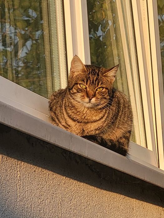 Donez puiuț de pisica