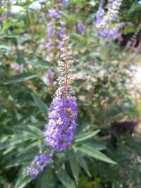 50 seminte vitex agnus castus (piperul calugarului)