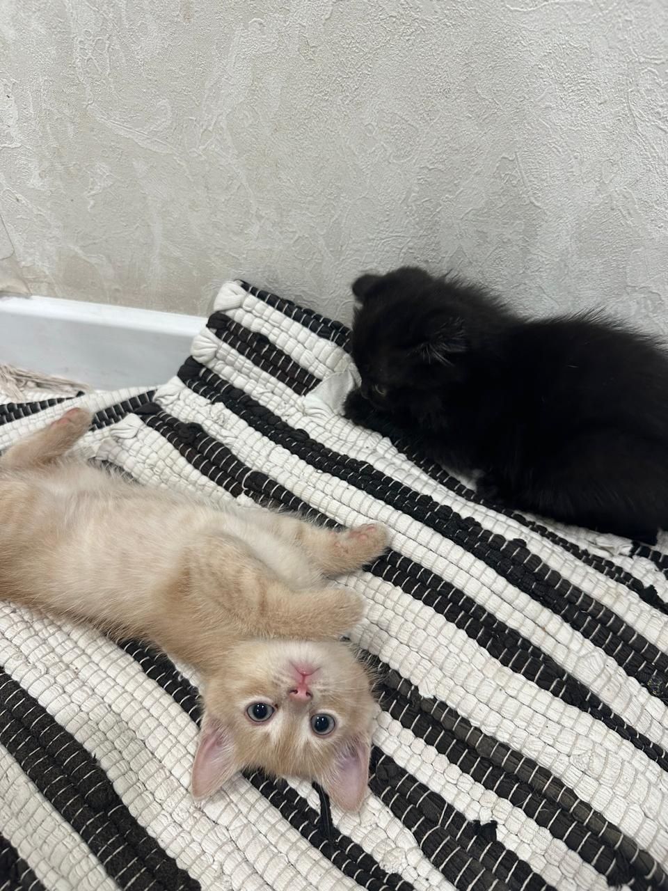 .отдам котят в добрые руки