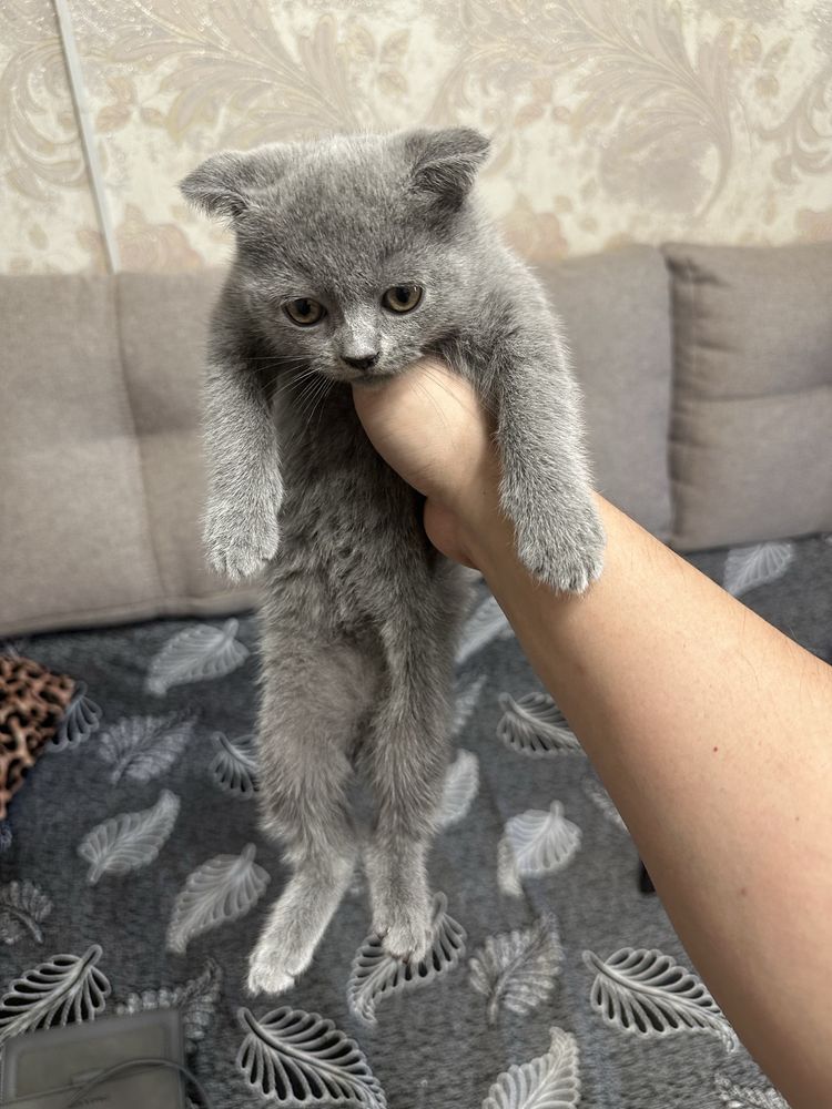 Продам породистых котят
