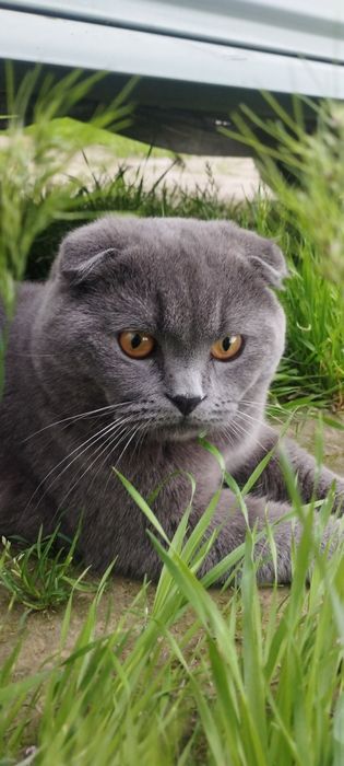 Viyaskaga privazno mushug irlandiya