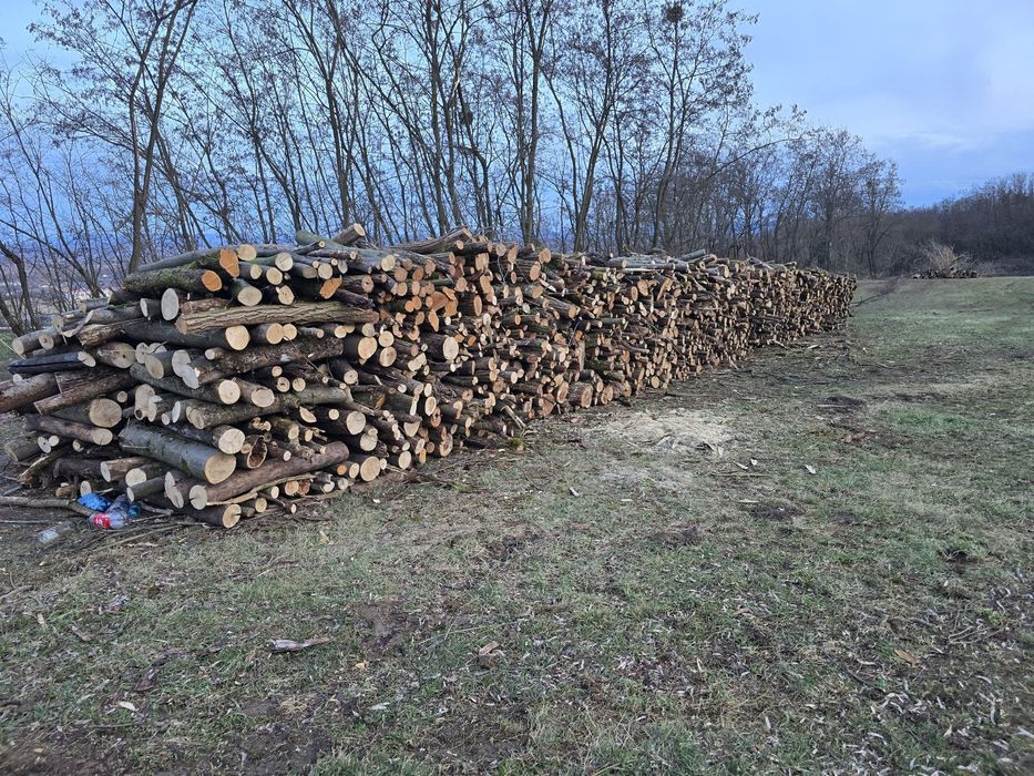 Lemne de foc – Paltin, Salcâm, Carpen – tăiate la 1 m