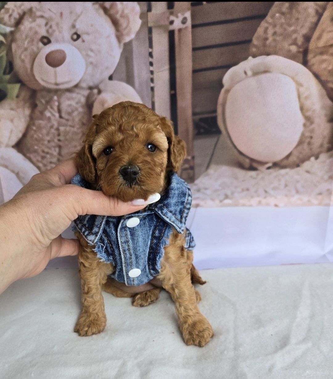 Пудел той ,мини  с родословие Poodle toy момиче