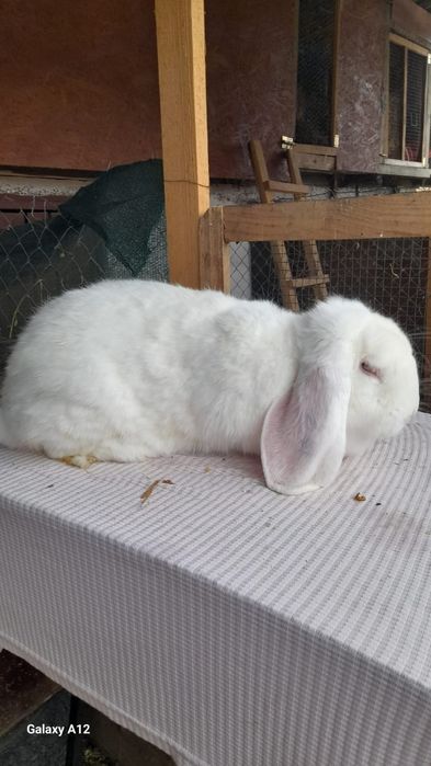 Femele berbec german