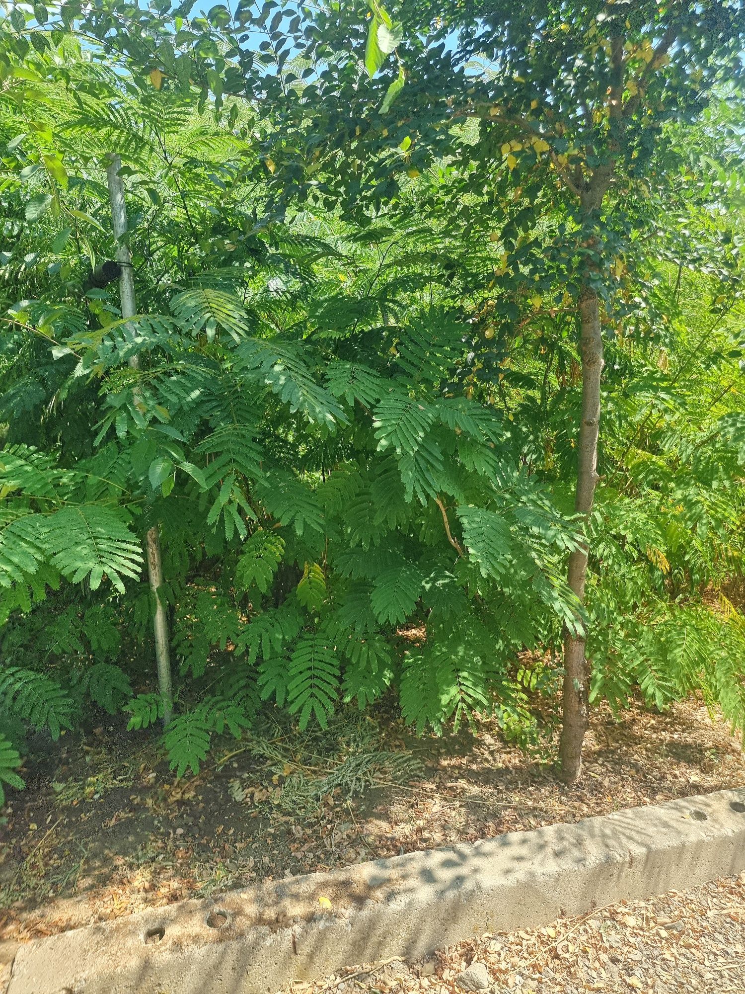 Albizia(arbore de matase),Catalpa,Salcâmi, Salcâmi galbeni,Castani.