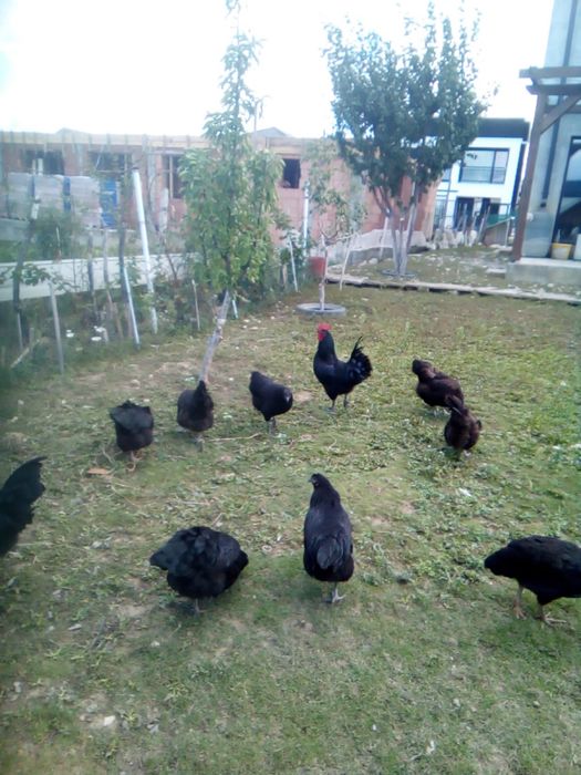 Cocosi Austrolop Negru din primavara