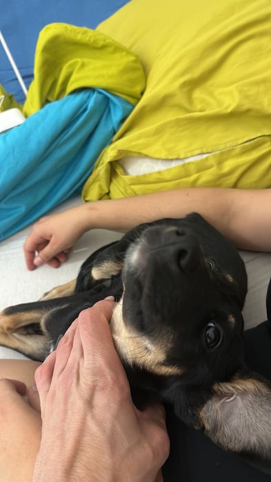 Отдам собаку , мальчик