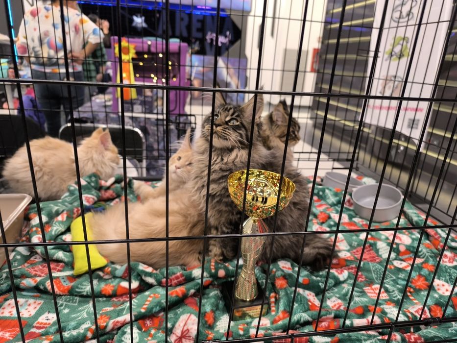 Pui Maine Coon de vanzare