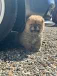 Chow chow cățel