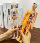 Anatomie patologica, Corpul Uman 3D Schelet și organe educație copii