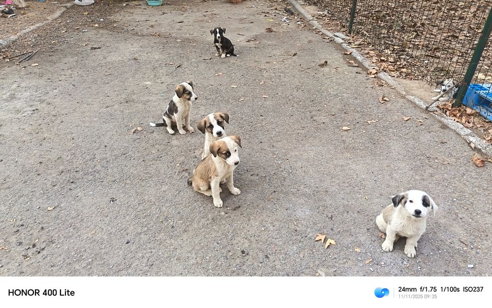 Щенки в хорошие руки. Отдам.