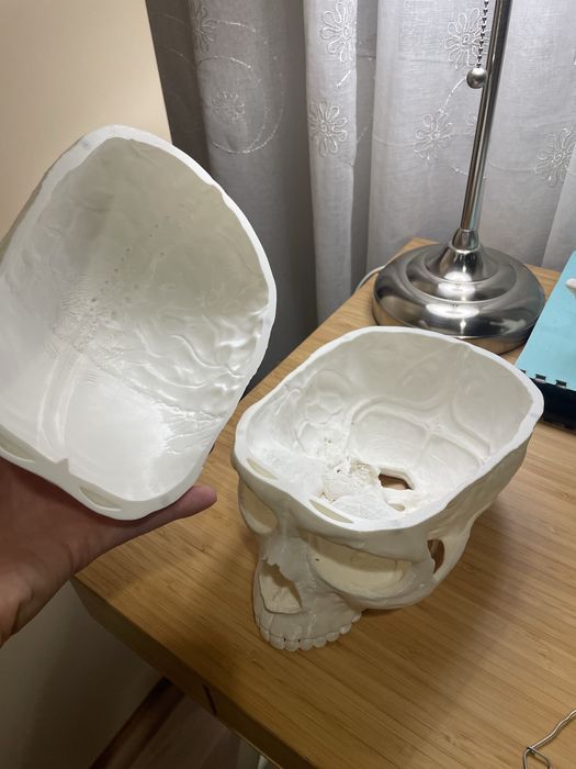 Анатомичен модел на череп, 3 части, OScar