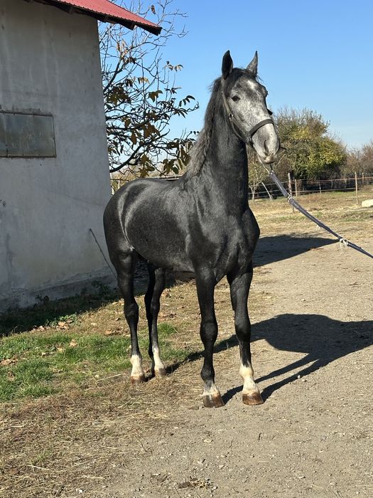 Vand armasar kwpn , genetica foarte buna