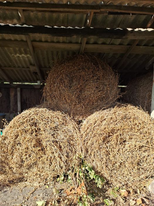 Baloți de soia de foarte bună calitate