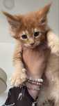 Mascul Maine Coon jucaus si cocia il