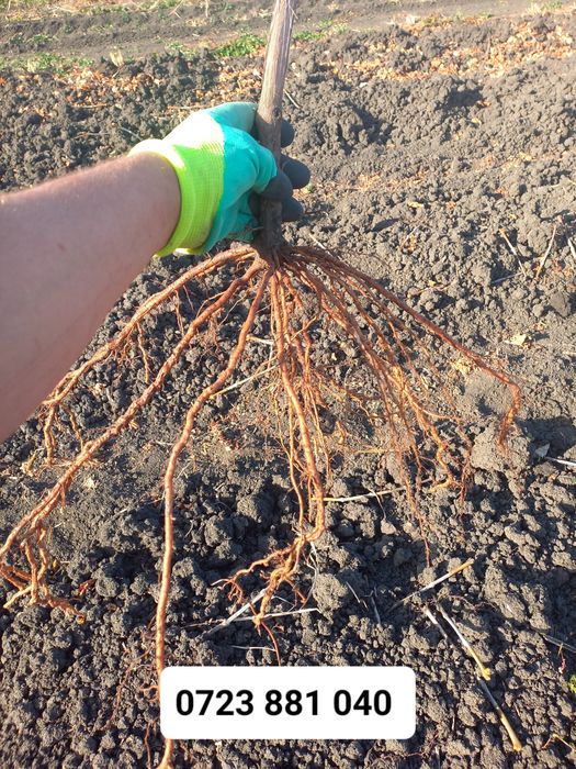 Butași vita de vie altoita anul 2 și anul 3