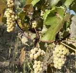 Struguri fraga alba