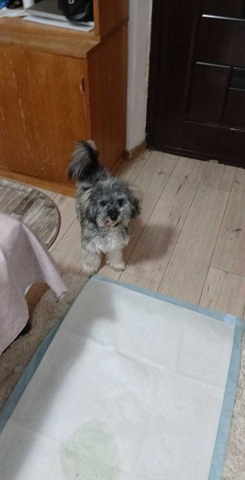 Bichon  havanez,7 luni