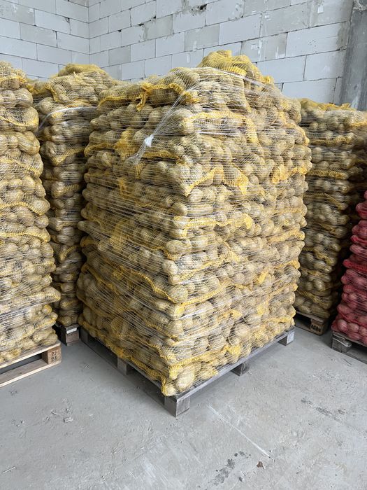 Vând Cartofi Soraya Si Bellarosa Polonia Calitate de Top