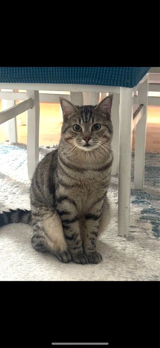 Отдам КОТ бесплатно