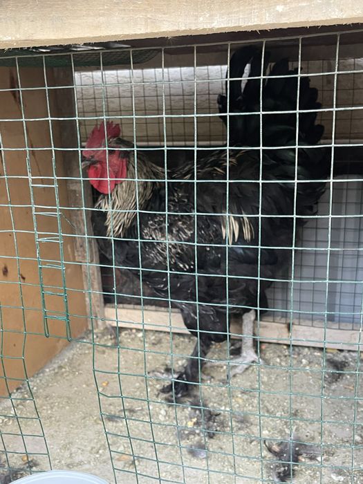 xuroz qora shaxzoda tozza xurozlar sotiladi