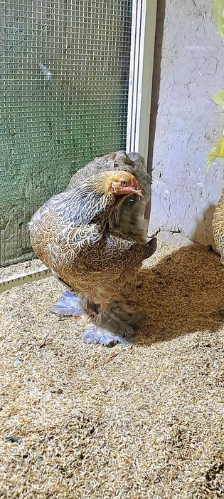 Galuboy kuropat brama makiyon sotiladi