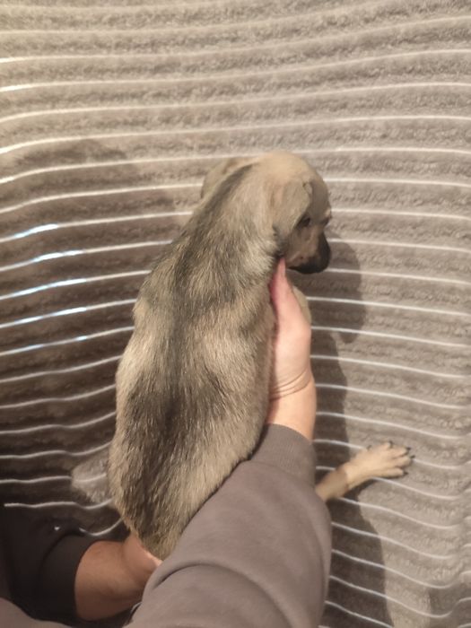 Щенок девочка два месяца