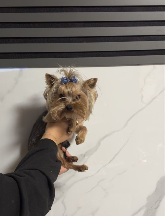 Йоркширски териер