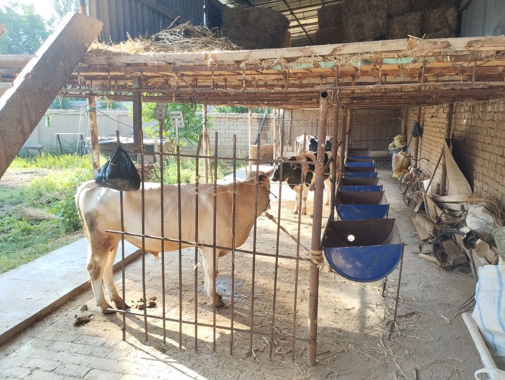 Yangiyol tumani uy sotiladi