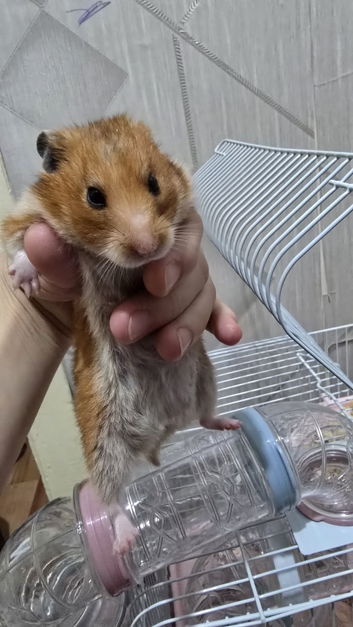 Хомяк девочка рыжая