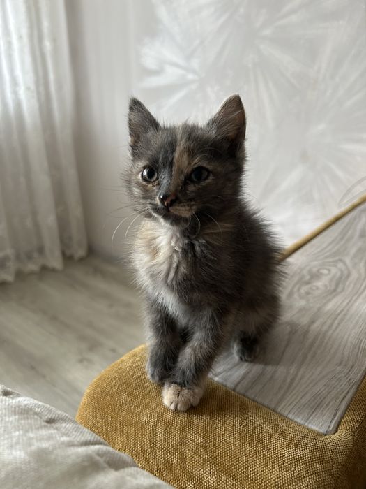 Отдам котика (3 недели)