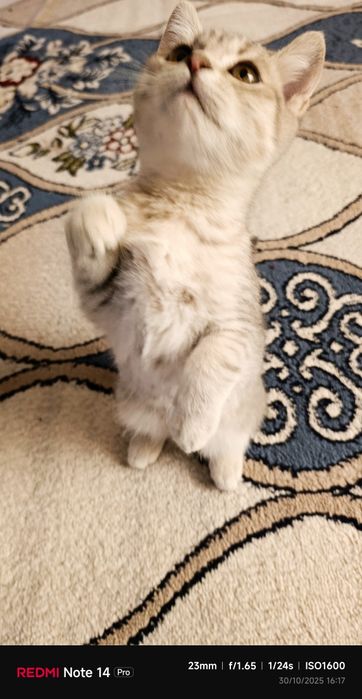 Scottish Straigh ( Dad British Shorthair Shinshilla Mom Scottish Fold)