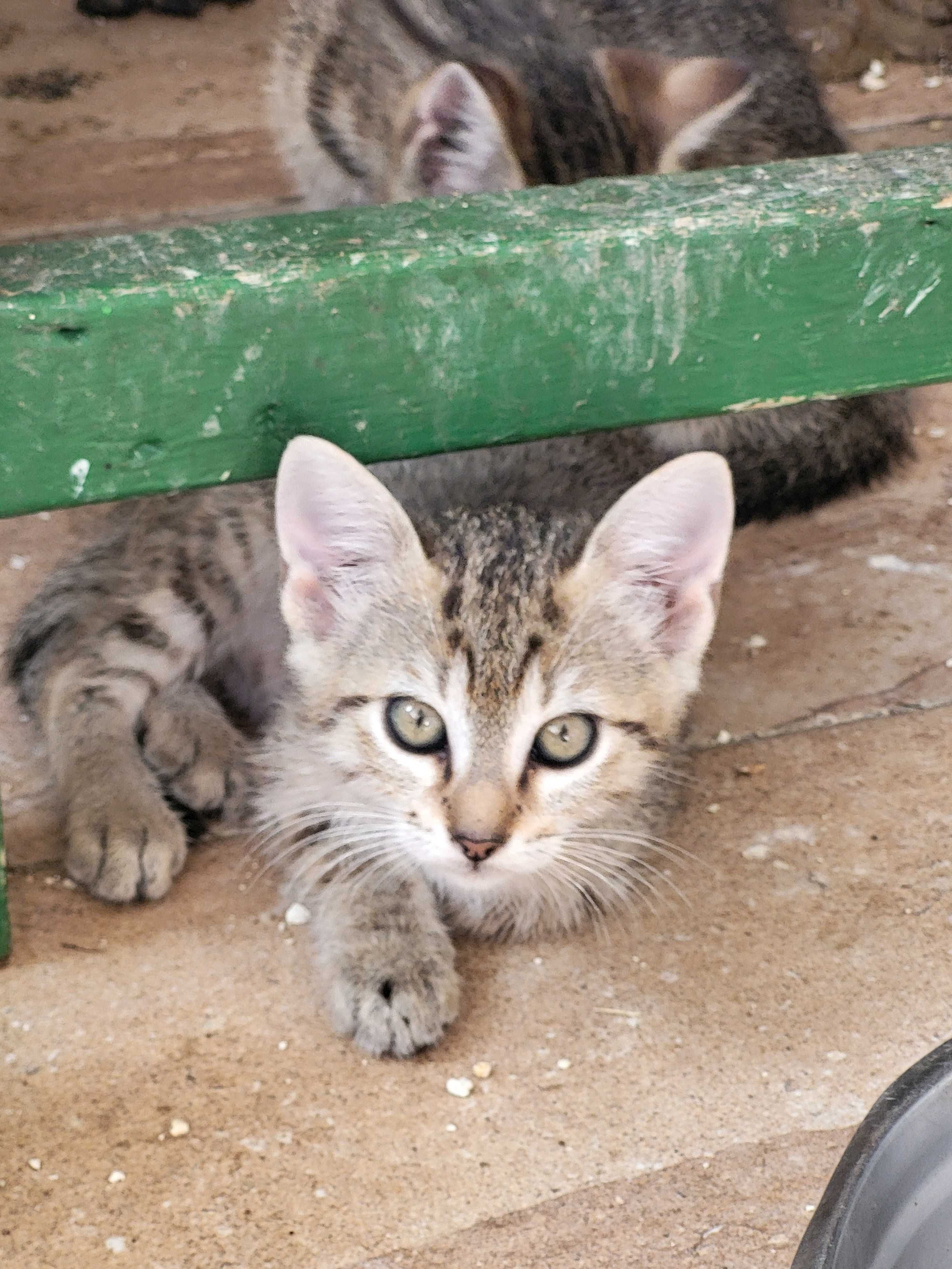 Pisoi spre adoptie