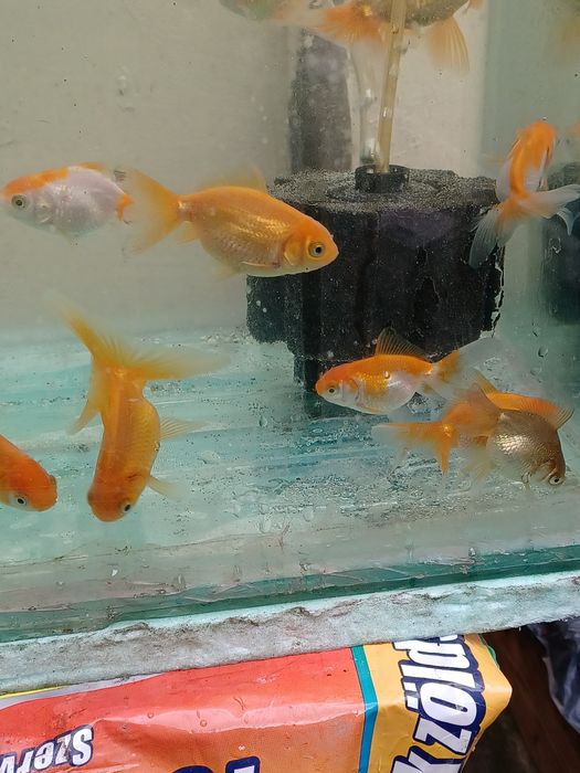 Caras acvariu oranda alb și portocaliu