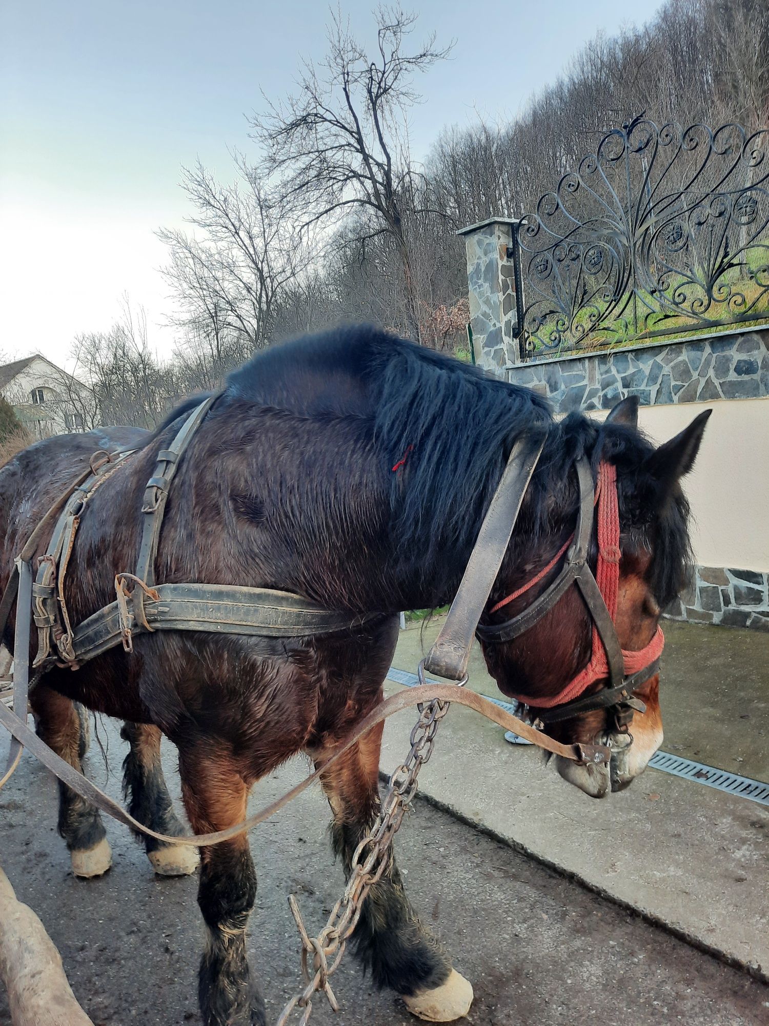 Vând iapă blndă 1,85h