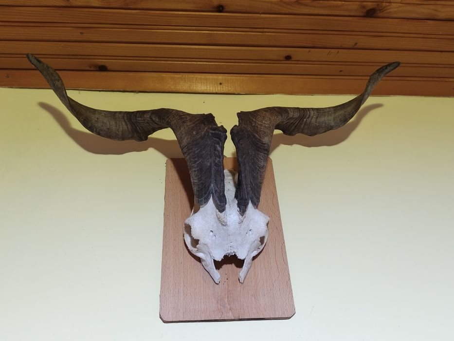 Череп с рога от козел