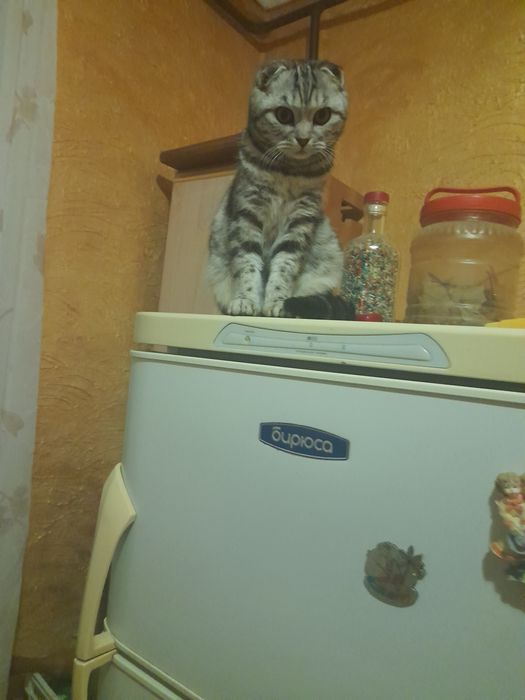 Продам 2 шотландских кошек по 6 мес.