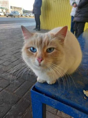 Найдена кошка напротив СитиЦентр