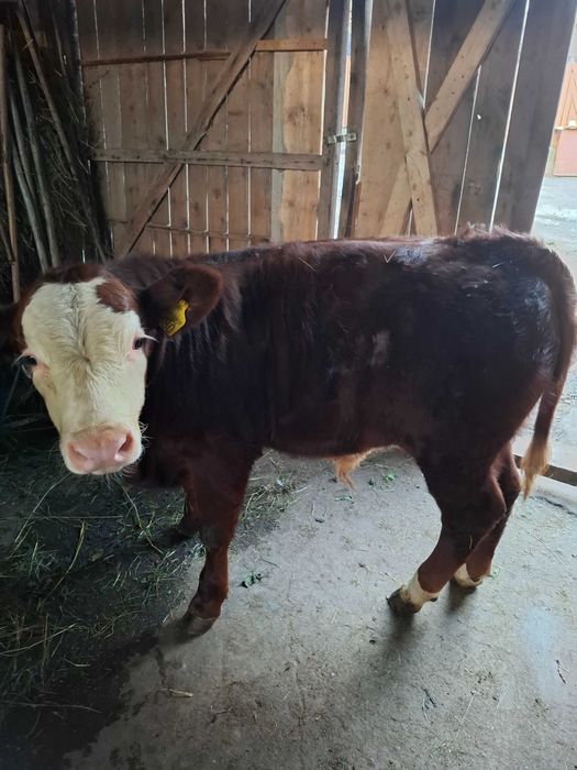 Juninca de 2 ani cu vitel de 3 luni,baltata romaneasca