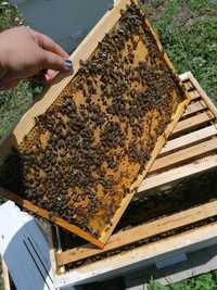 Пчелни отводки Дадан Блат