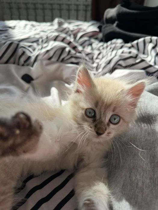 Отдам в добрые руки котёнка.
Мальчик, 2 месяца, ласковый и игривый.
Пр