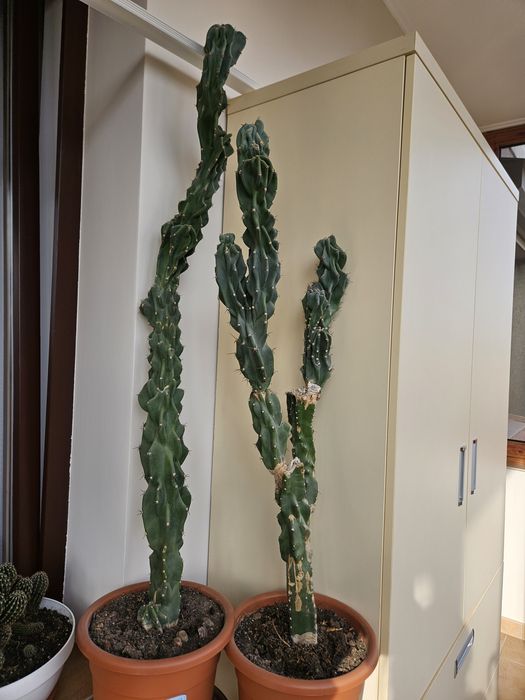 Продам высокий кактус. Больше 1 метра. Без горшка