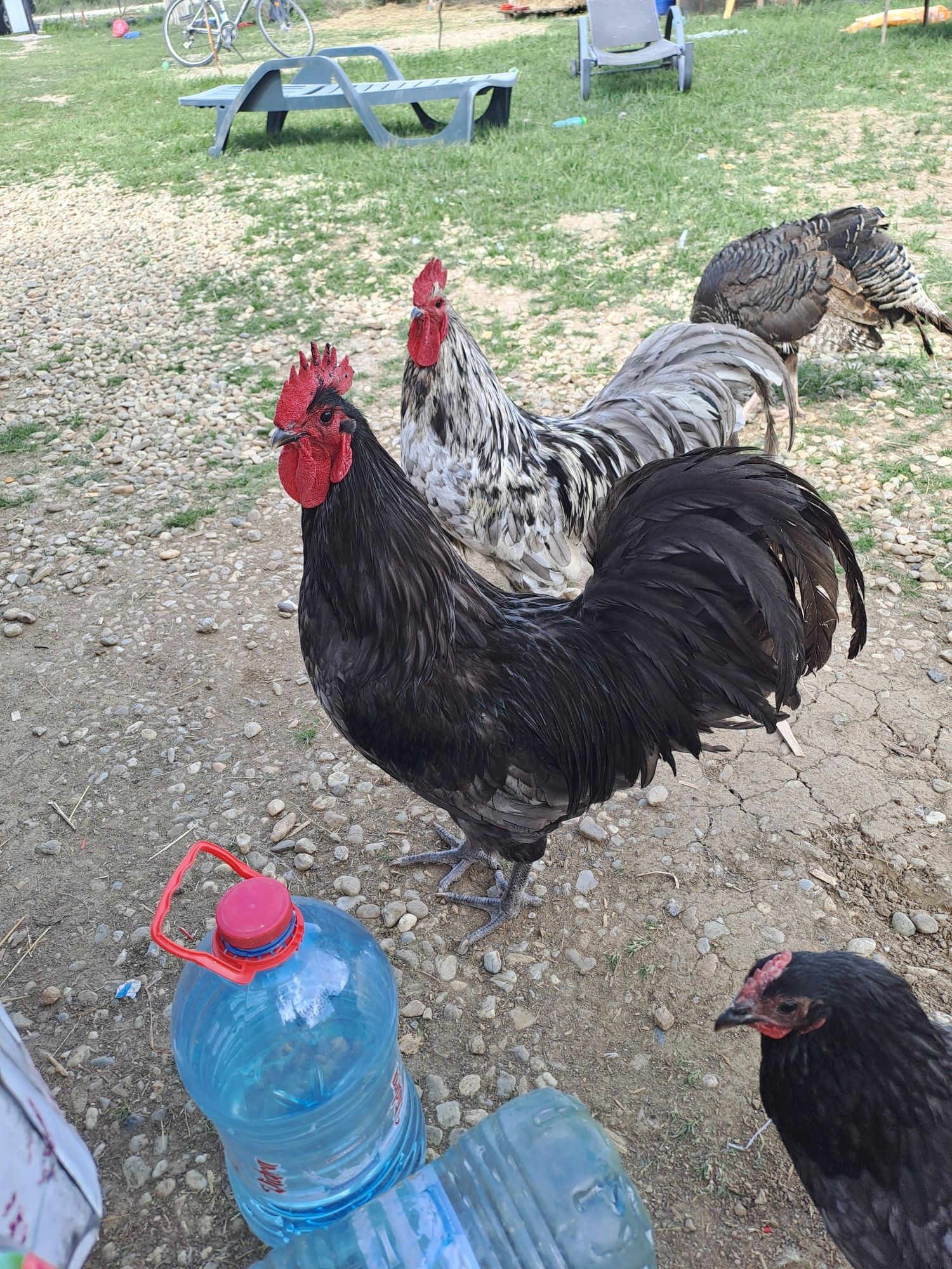 Pui Australorp si Phoenix