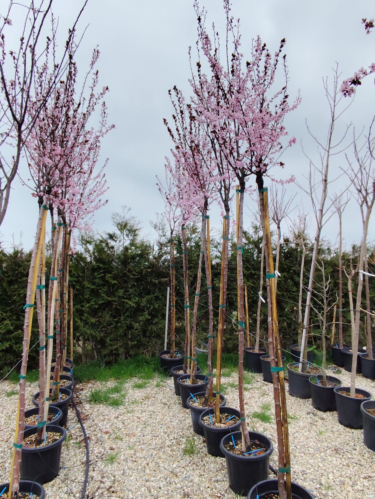Prunus Nigra  4m +