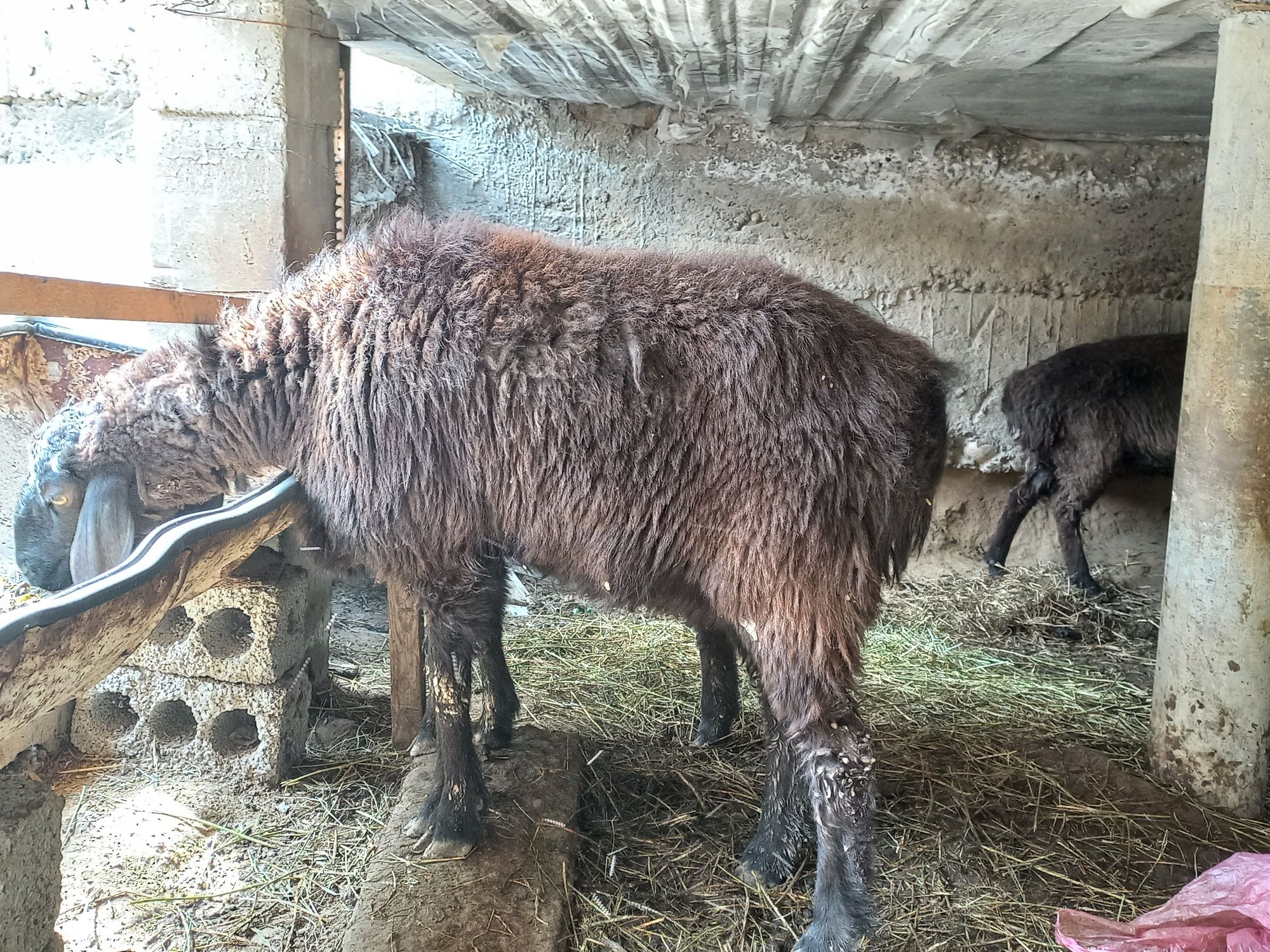 Ona bola qoyla zotor 3 tagcha tugadi