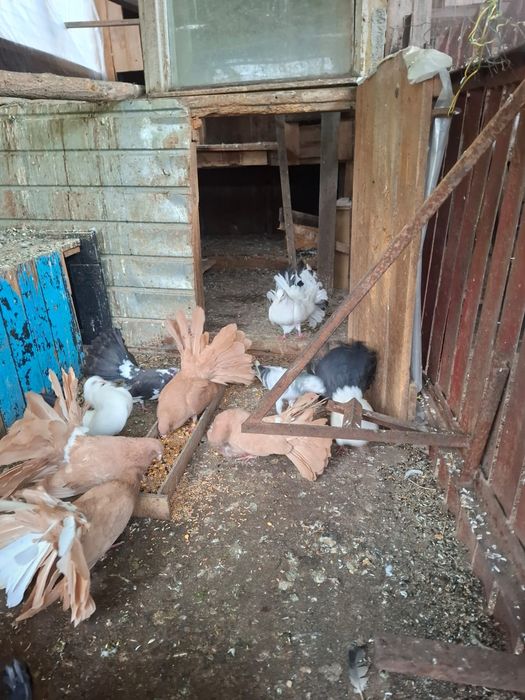 Vand porumbei voiajori albi și alte culori  + porumbei voltati  .