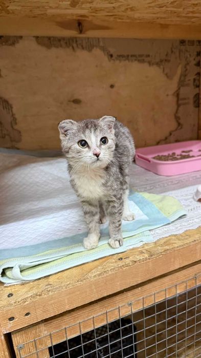 Ищем девочке любящую семью