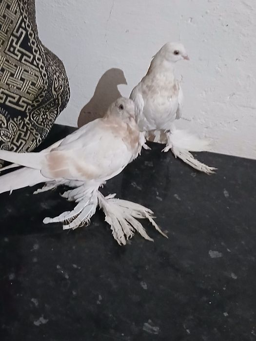 Молодой тасмандар сатылады одногнёзка